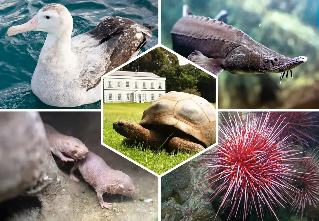 Une tortue géante, un albatros, un esturgeon, des rats-taupes nus et un oursin. La tortue est l'animal qui vie le plus longtemps.