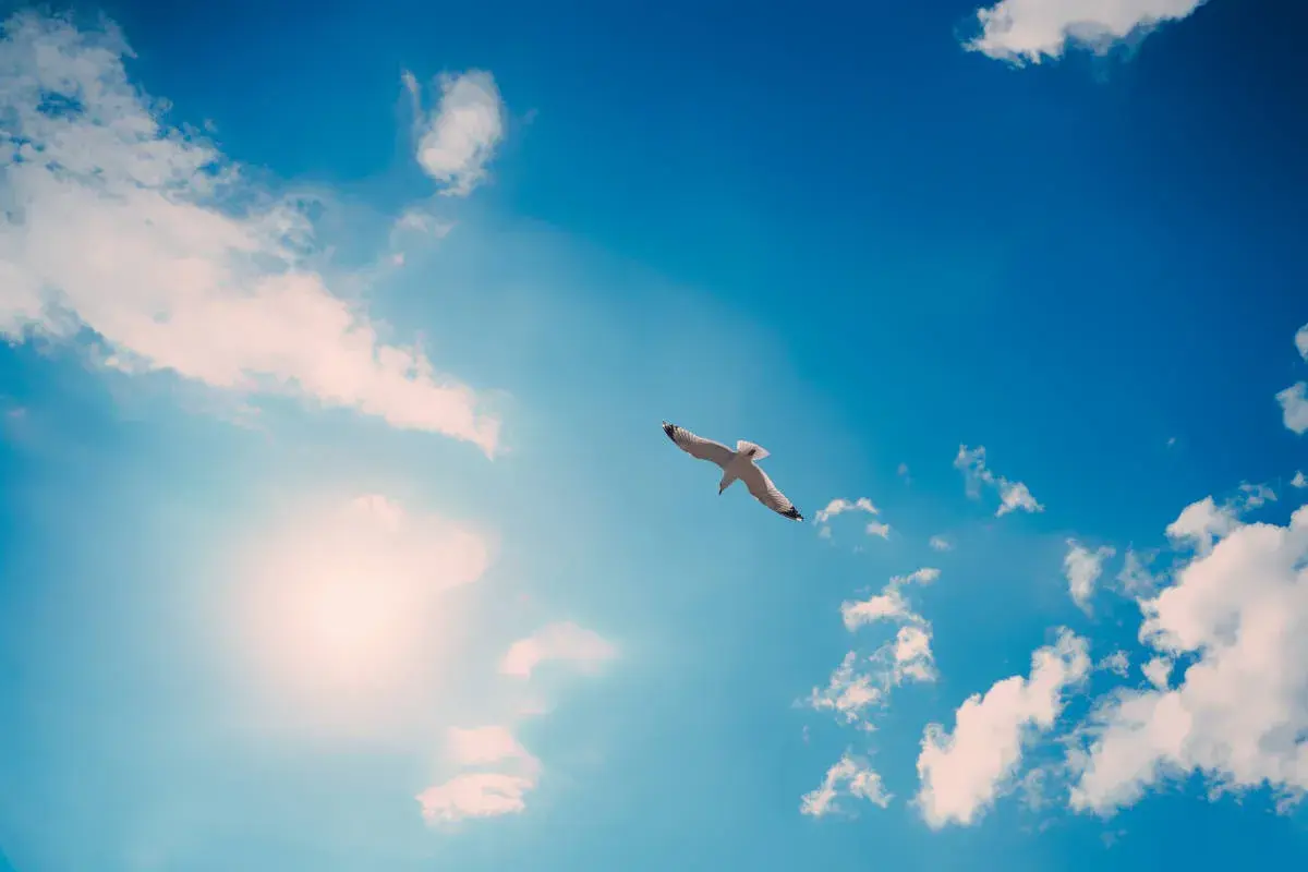 Un goéland plane dans un ciel bleu éclatant, baigné par le soleil. Une question se pose : pourquoi le ciel est-il bleu ?