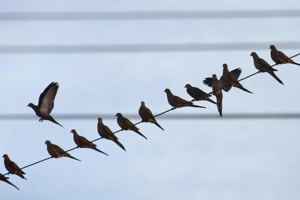 Une volée de colombes perchées sur des fils électriques, une question se pose : pourquoi les oiseaux ne sont pas électrocutés ? Ils ne touchent qu'un seul fil.