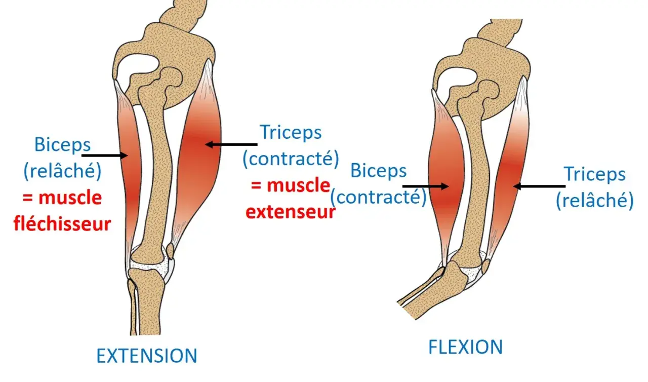 Le biceps fléchisseur se contracte, le triceps extenseur se relâche lors de la flexion du bras. Le mouvement inverse se produit lors de l'extension.