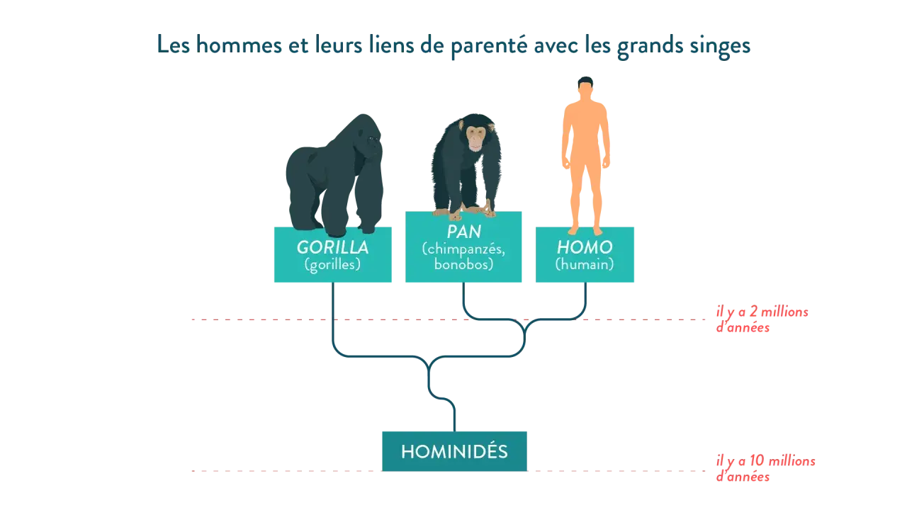 Arbre généalogique montrant les liens entre gorilles, chimpanzés, bonobos et humains. La définition des hominidés pour la 6ème est illustrée.