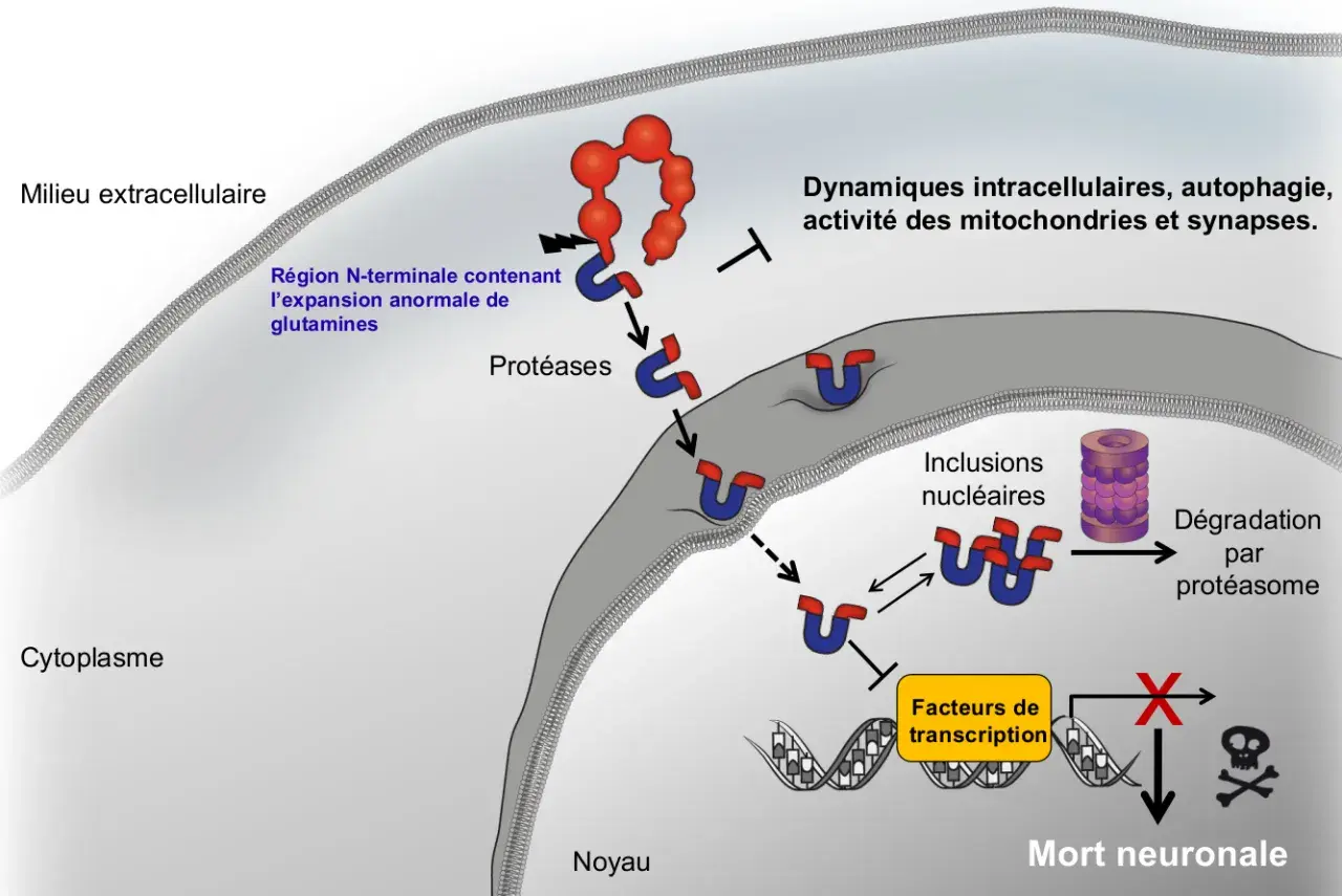 Schéma de la maladie de Huntington : une protéine anormale entre dans la cellule, perturbant les dynamiques cellulaires et menant à la mort neuronale, affectant l'espérance vie.