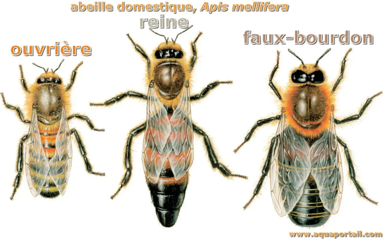 Illustration des 3 sortes d'abeilles : ouvrière, reine et faux-bourdon. Chacune a son rôle dans la ruche.