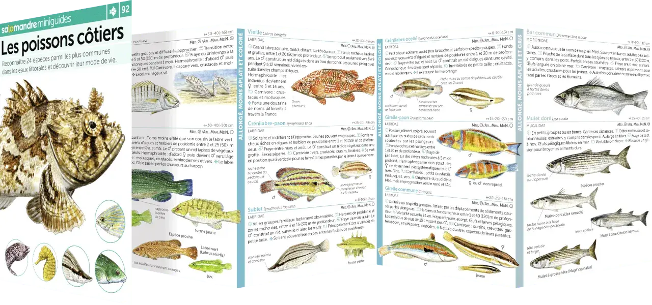 Illustration de poissons côtiers, montrant la diversité des espèces et leur profondeur de recherche de poissons.