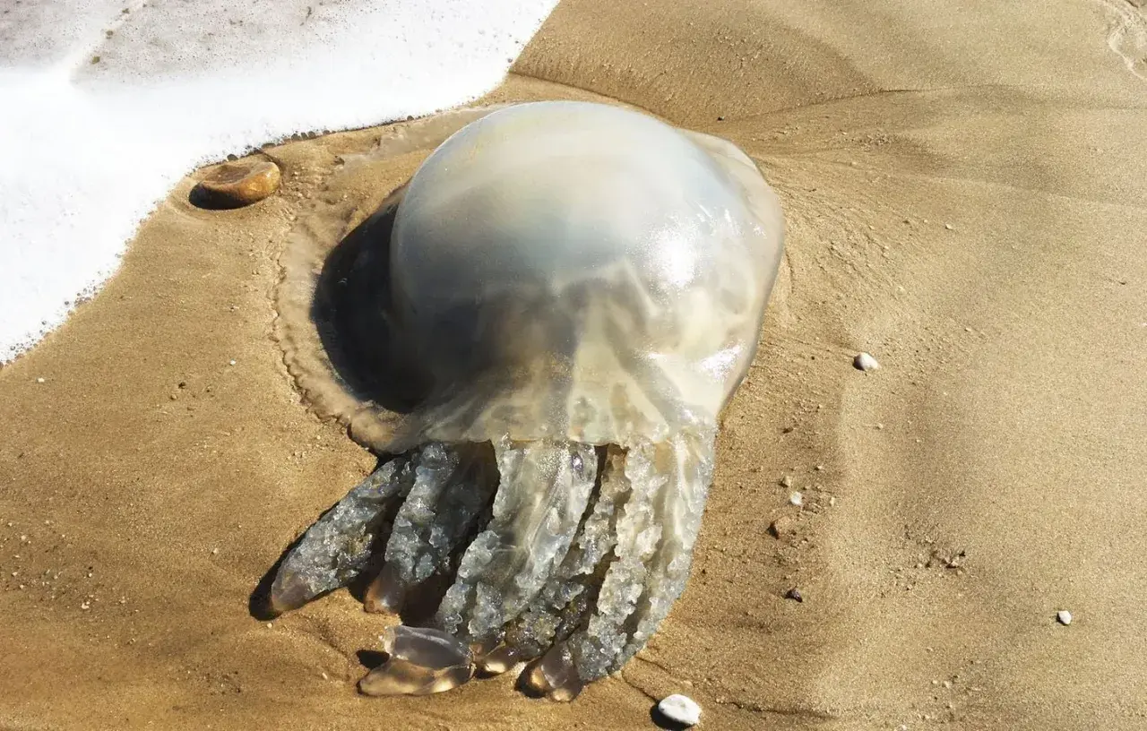 Une grosse méduse échouée sur le sable, près de la mousse de l'eau. Une petite méduse échouée sur la plage.