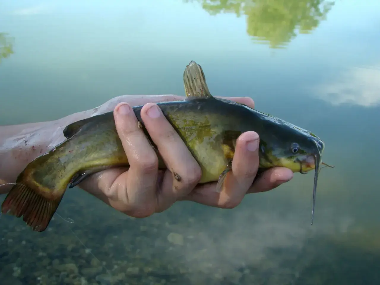 Main d'un pêcheur tenant un poisson-chat, un poisson-chat potentiellement dangereux pour l'homme, avec des barbillons caractéristiques.