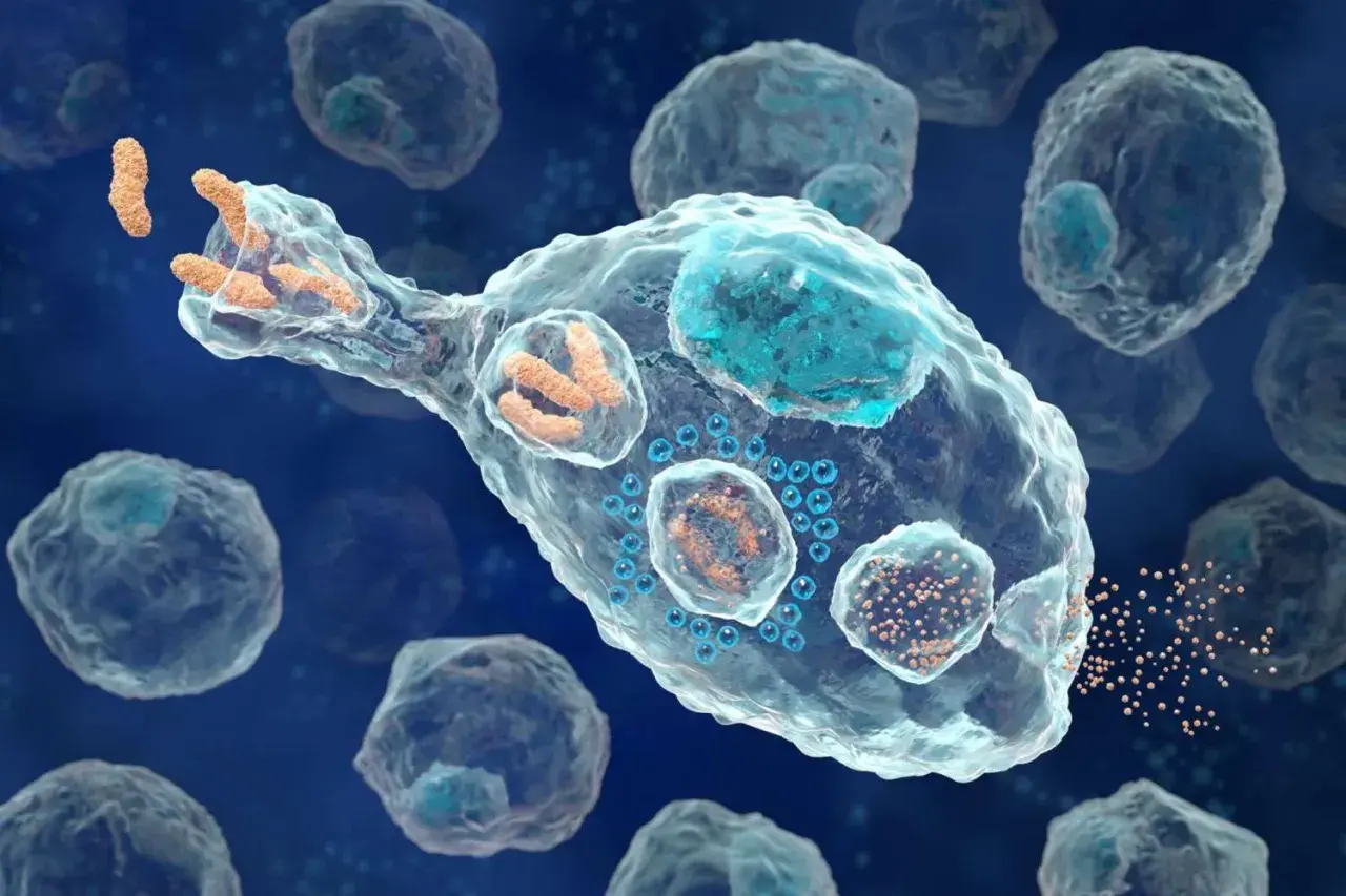 Un globule blanc, exemple de ce que veut dire bio, phagocyte des bactéries. Il est entouré d'autres cellules.
