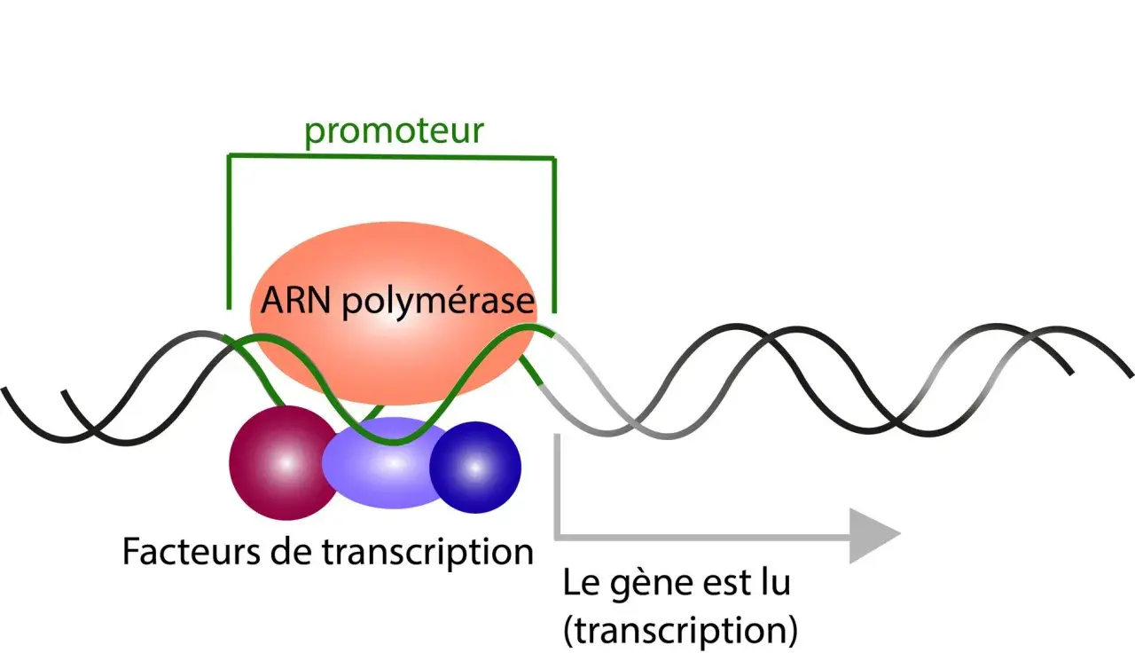 Schéma de la transcription : l'ARN polymérase, guidée par des facteurs de transcription, lit le gène au niveau du promoteur pour initier la transcription.
