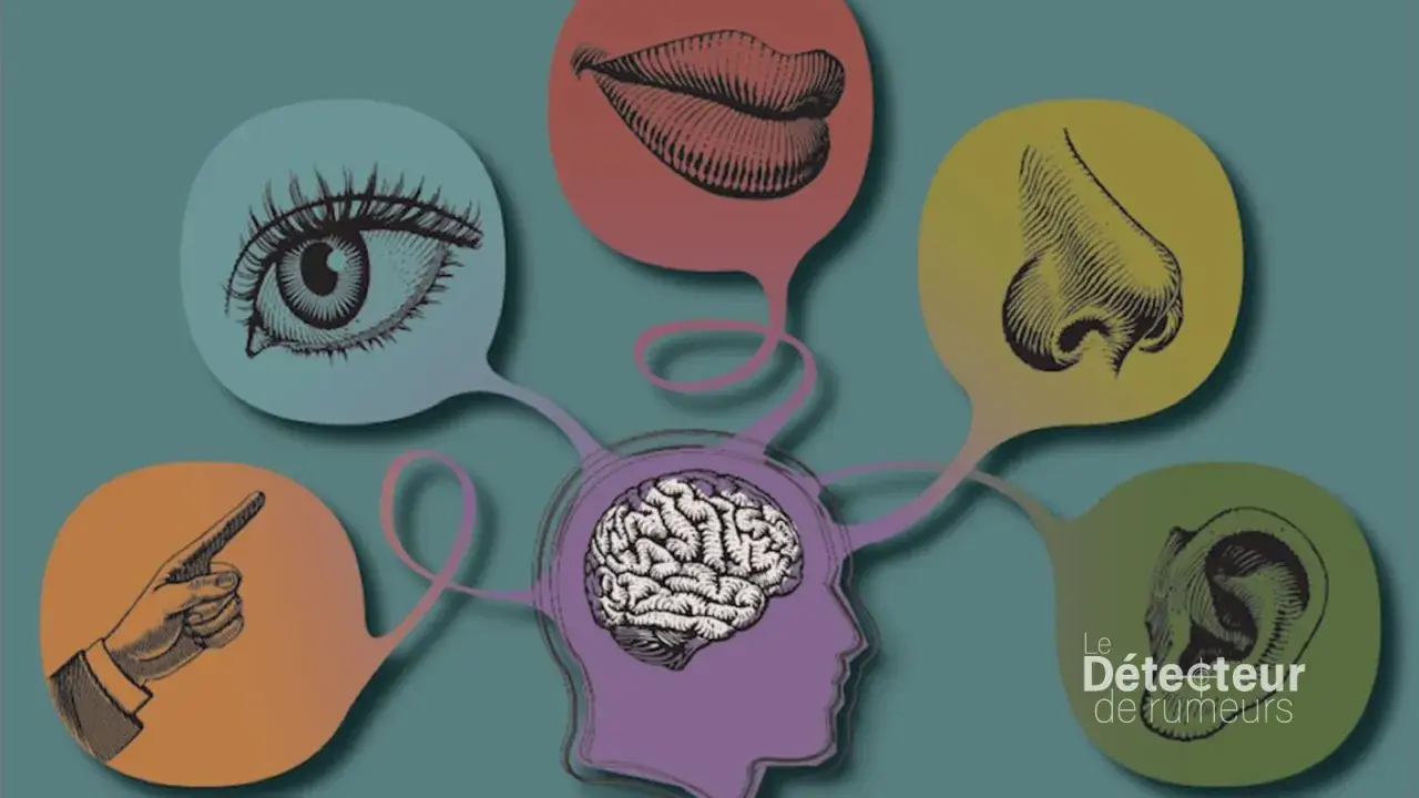 Cerveau relié à des bulles représentant les sens : œil, bouche, nez, oreille, doigt. Une illustration qui explore la liste des 21 sens du corps humain.