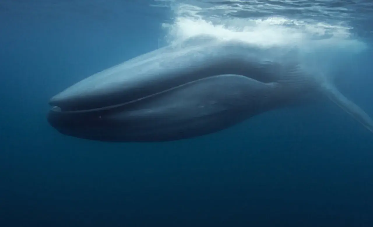 Une baleine bleue émerge, son souffle créant des remous à la surface. Un signe de vie, peut-être lié à la gestation baleine bleue.