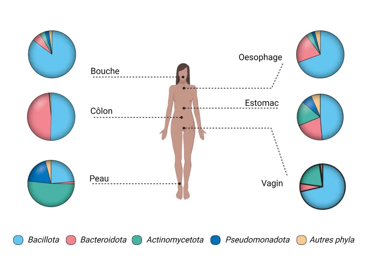 Diagramme montrant le nombre de bactéries dans le corps humain, avec des camemberts illustrant la composition des microbiotes dans la bouche, le côlon, la peau, l'œsophage, l'estomac et le vagin.