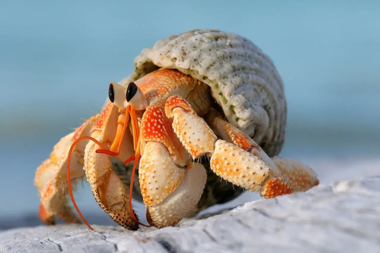 Un bernard l'hermite, avec ses pattes orangées et sa coquille blanche, explore le sable.