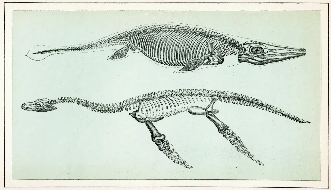 Squelettes de créatures marines préhistoriques, des animaux qui vivaient bien avant les dinosaures.