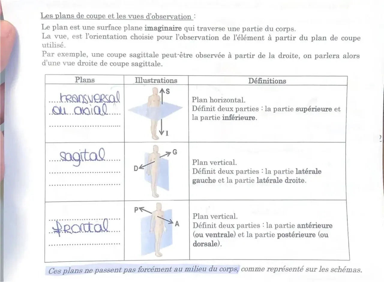 Tableau comparant les plans de coupe : transversal, sagittal et frontal, avec illustrations et définitions. Ces plans permettent des vues transversale et longitudinale du corps.
