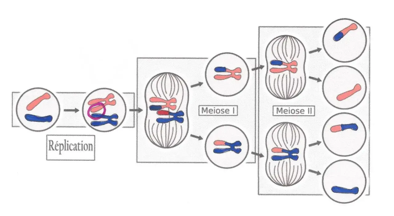 Schéma de méiose montrant la réplication, la méiose I et la méiose II. Une anomalie, comme une trisomie, pourrait survenir si les chromosomes ne se séparent pas correctement.