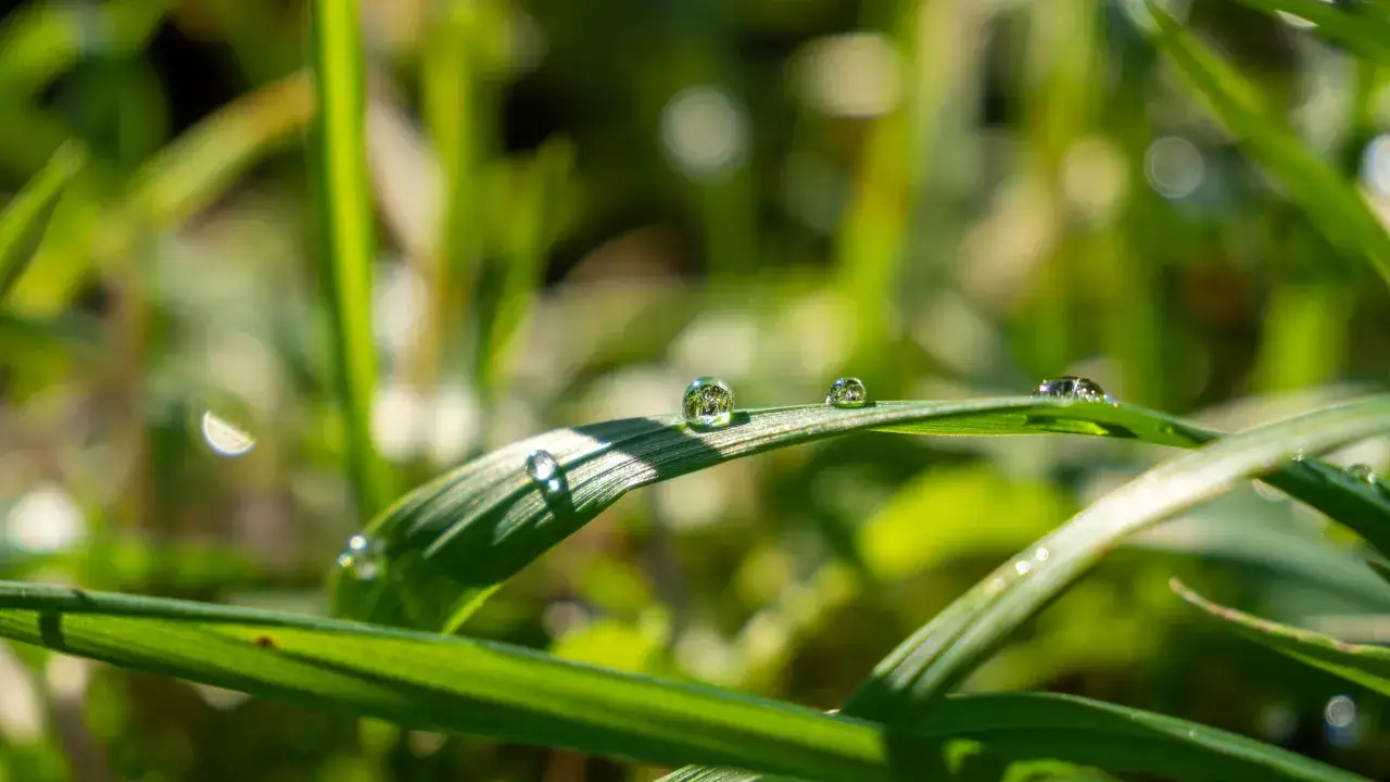 Gouttes de la rosée du matin scintillent sur une feuille d'herbe, reflétant le monde en miniature.