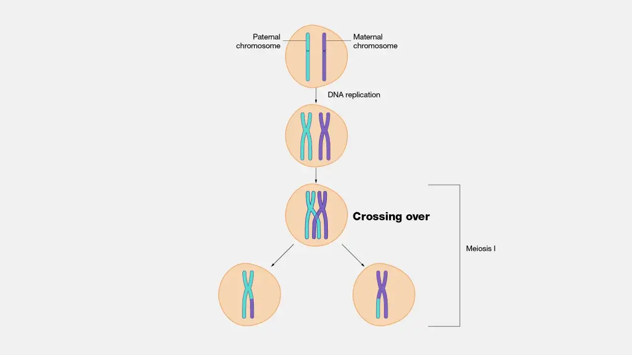 Schéma illustrant le crossing over, échange de segments entre chromosomes paternel et maternel lors de la méiose I.