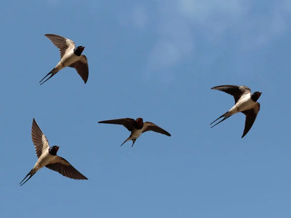 Quatre hirondelles volent bas dans un ciel bleu clair, leurs ailes déployées. Elles chassent peut-être des insectes, expliquant pourquoi les hirondelles volent bas.