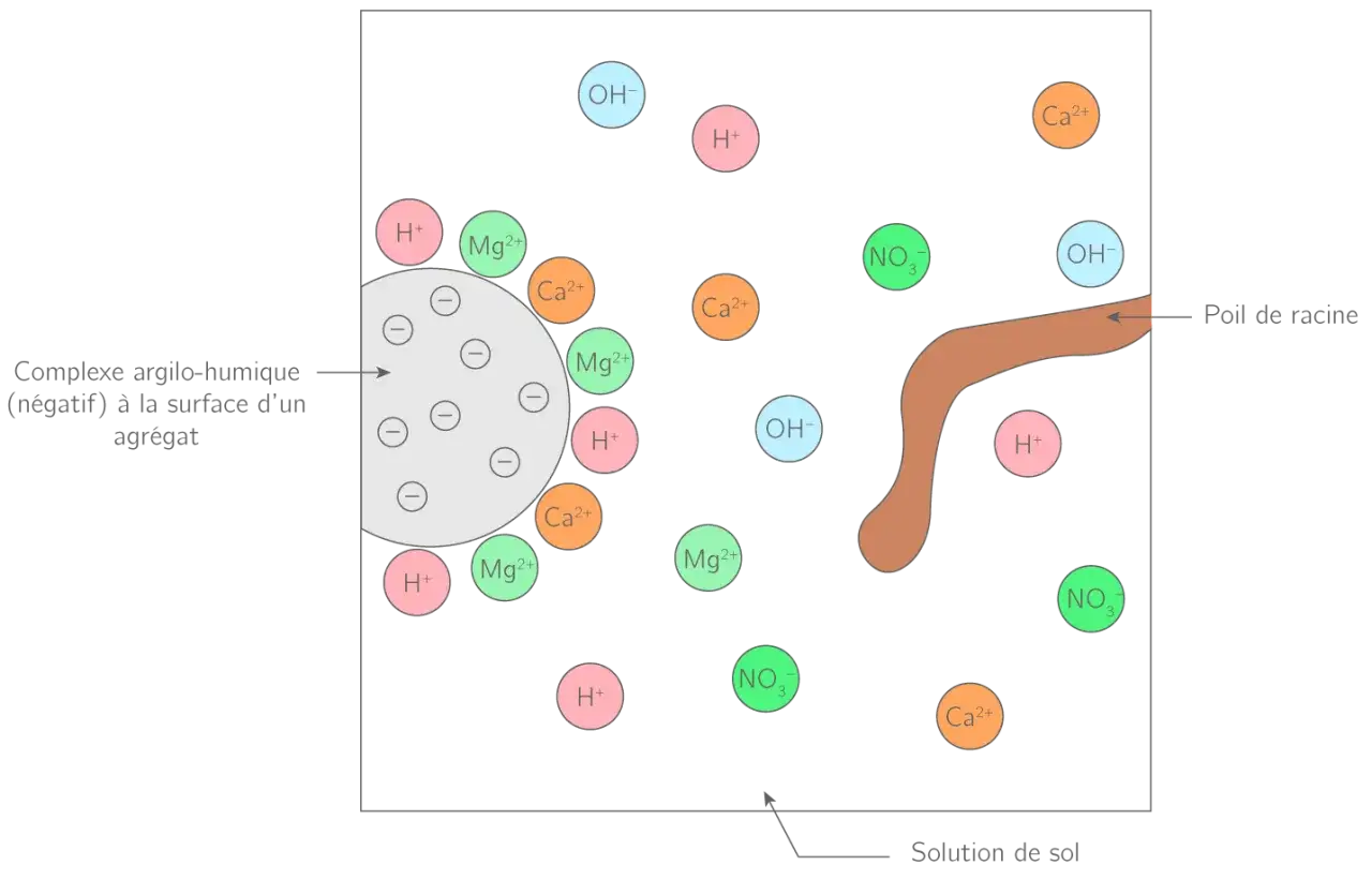 Représentation d'un complexe argilo-humique négatif, entouré d'ions (H+, Ca2+, Mg2+, NO3-, OH-) et d'un poil de racine dans la solution du sol.