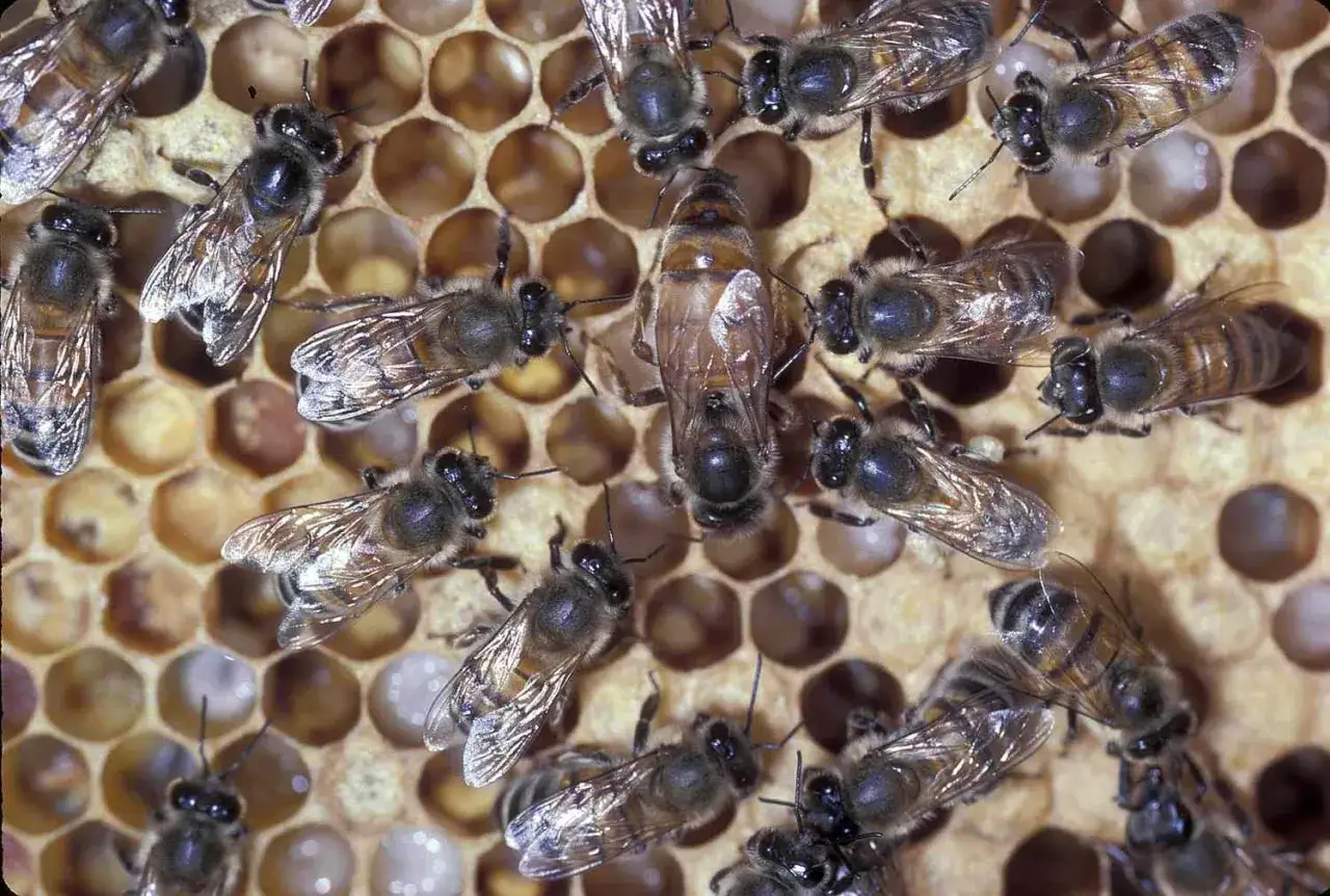 Un gros plan sur des abeilles ouvrières autour d'une reine. On distingue les 3 sortes d'abeilles dans la ruche : la reine, les ouvrières et les larves dans les alvéoles.