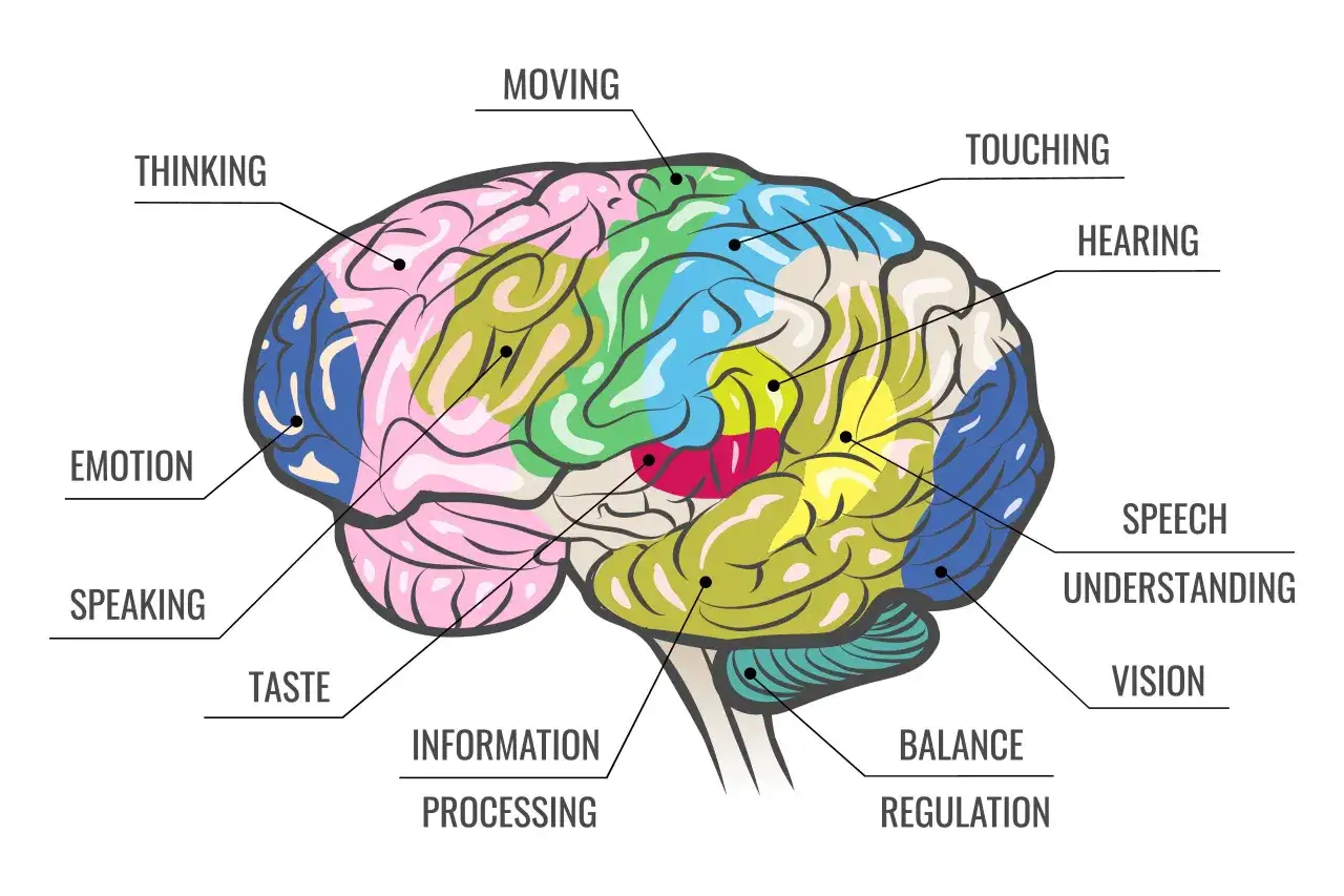 Cerveau coloré illustrant les zones de pensée, d'émotion, de mouvement, de toucher, d'ouïe, de parole, de goût, de vision, d'équilibre et de traitement de l'information, une liste des 21 sens du corps humain.