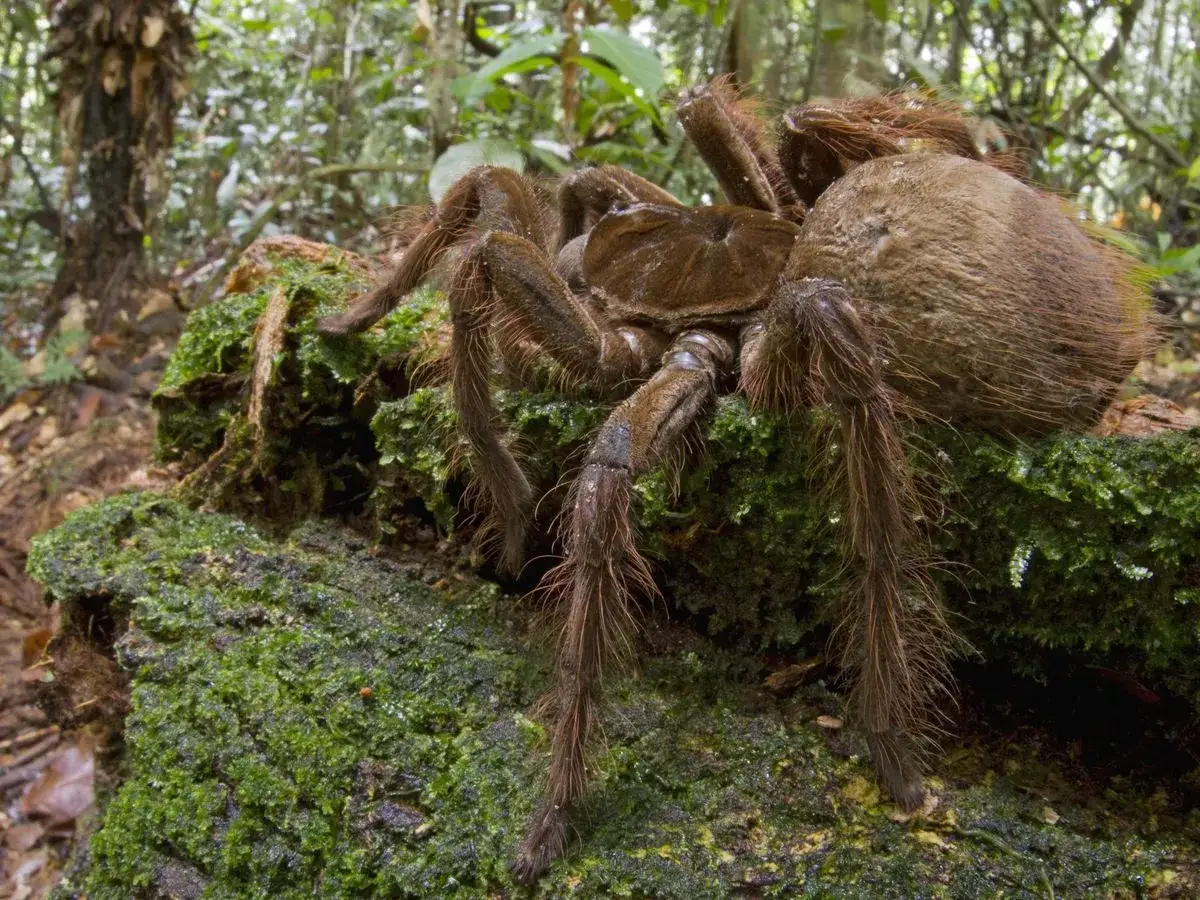 La plus grosse araignée du monde, une tarentule poilue, se repose sur une souche recouverte de mousse dans une forêt tropicale.