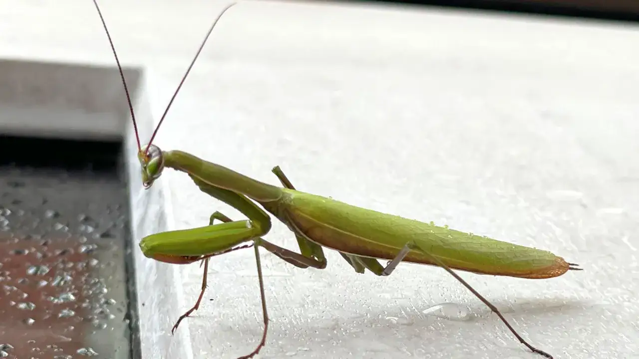 Une mante religieuse géante, d'un vert éclatant, se tient prête à l'action sur une surface blanche. Ses longues antennes pointent vers l'avant, ses yeux composés scrutent l'horizon.