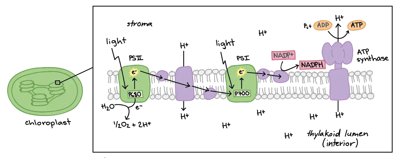 Schéma illustrant la phase photochimique de la photosynthèse dans un chloroplaste, montrant le transport d'électrons et la production d'ATP et de NADPH.