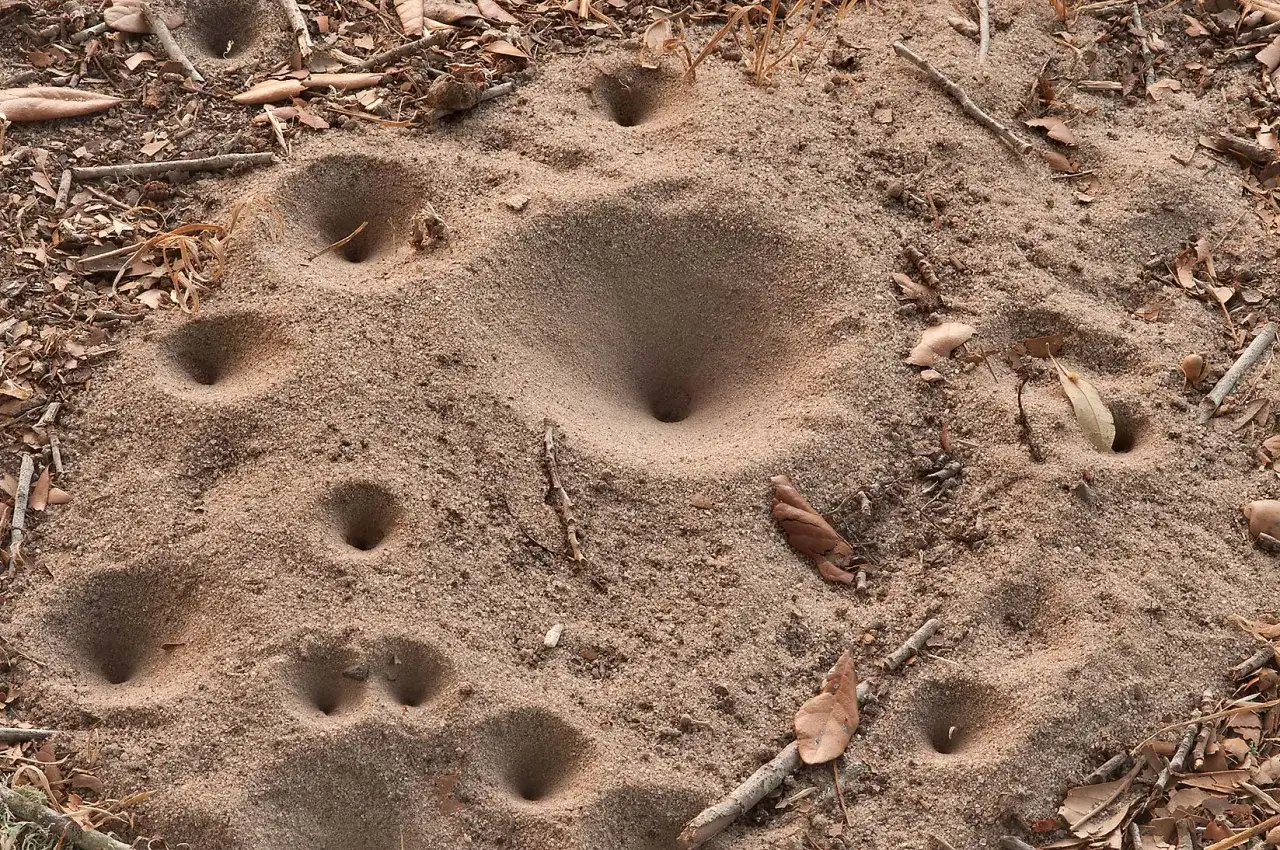 Ensemble de pièges coniques creusés dans le sable, prêts à capturer des proies pour la larve de fourmilion.