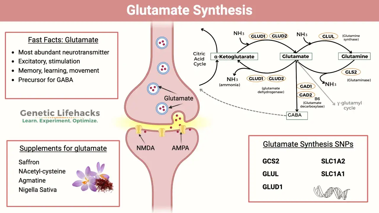 Schéma de la synthèse de l'acide glutamique et de la glutamine, montrant leur rôle dans la transmission synaptique et la production de GABA.