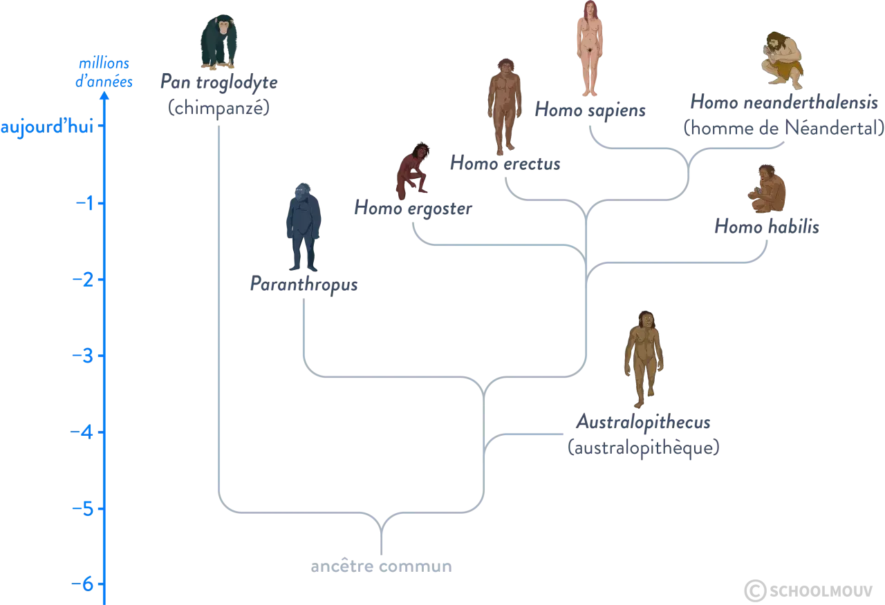 Arbre évolutif des hominidés, montrant l'ancêtre commun, l'Australopithèque, Homo habilis, Homo erectus, Homo sapiens, Homo neanderthalensis et le chimpanzé. Définition hominidés 6ème.