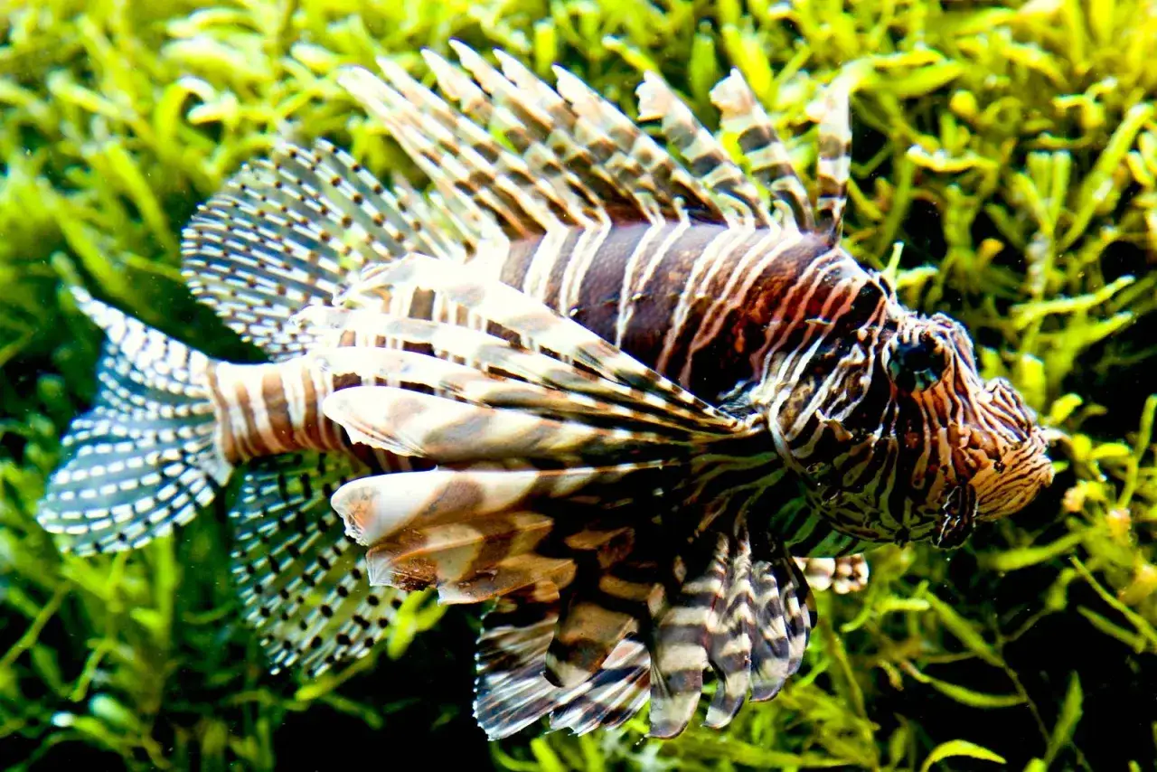 Poisson lion rayé, aux épines venimeuses, un poisson chat dangereux pour l'homme, nageant dans des algues vertes.