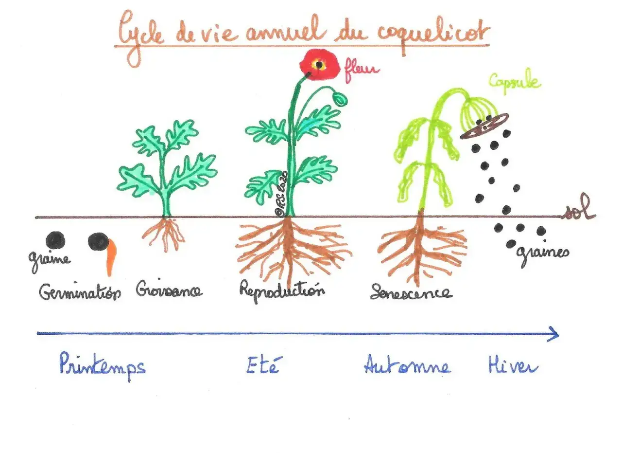 Le cycle de vie annuel du coquelicot, une plante annuelle ou vivace, illustré de la germination à la dispersion des graines.