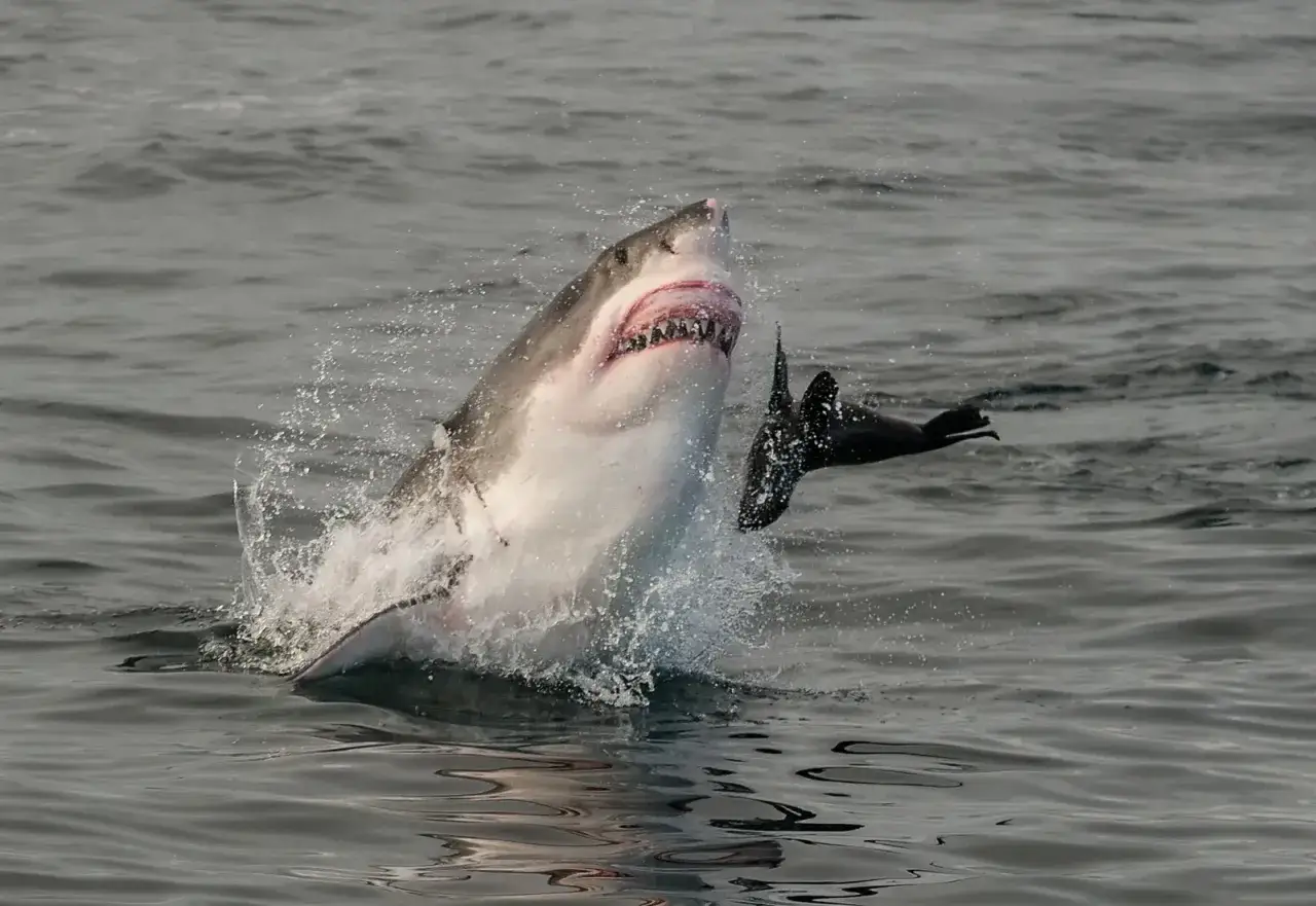 Un requin blanc saute hors de l'eau, gueule ouverte, prêt à attraper un phoque. C'est une démonstration spectaculaire de ce que mange le requin blanc.