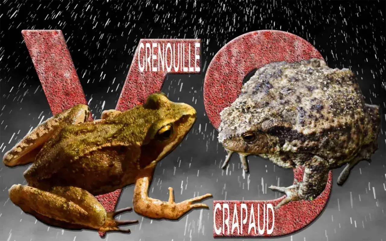 Grenouille et crapaud, deux amphibiens aux différences notables, se font face sous une pluie battante.