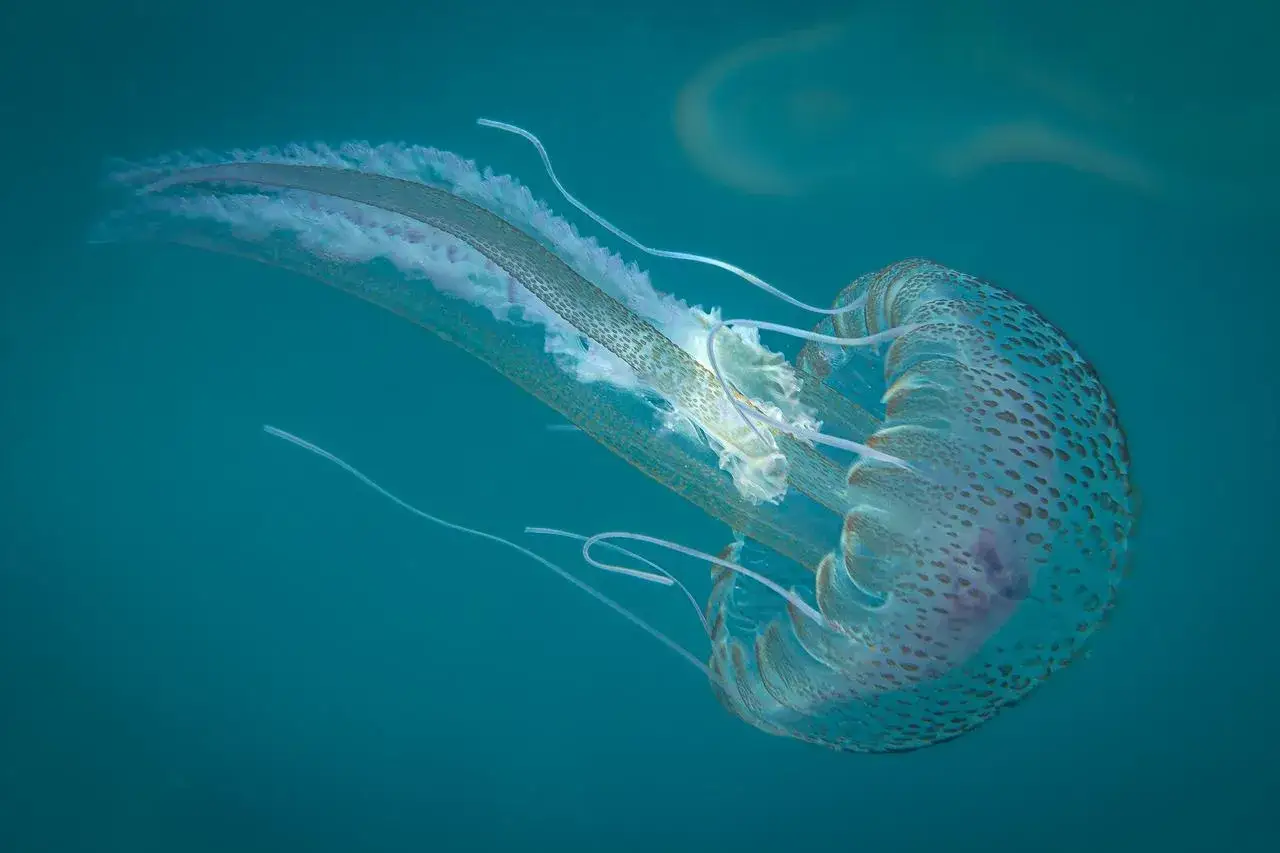 Une petite méduse aux tentacules longs flotte dans l'eau bleue, près de la plage. Sa cloche est parsemée de taches.