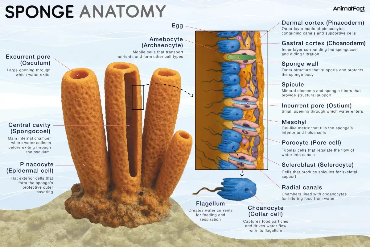 Anatomie d'une éponge de mer : vue externe et coupe transversale montrant les pores, la cavité centrale, les cellules et les canaux.