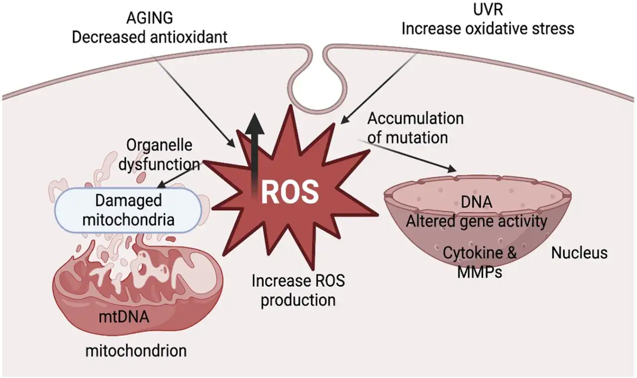 Schéma montrant comment le vieillissement et les UV augmentent les ROS, endommageant les mitochondries et l'ADN. Ces facteurs peuvent affecter l'espérance de vie en cas de maladie mitochondriale.