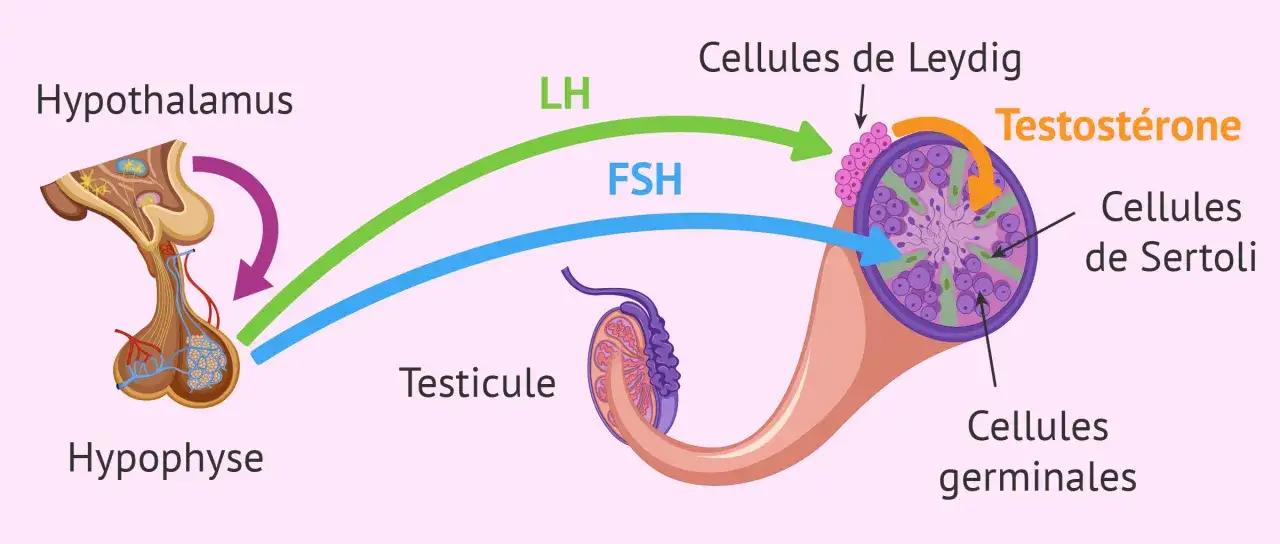 Schéma du contrôle hormonal de la production de testostérone, essentiel pour la contraception hormonale masculine.