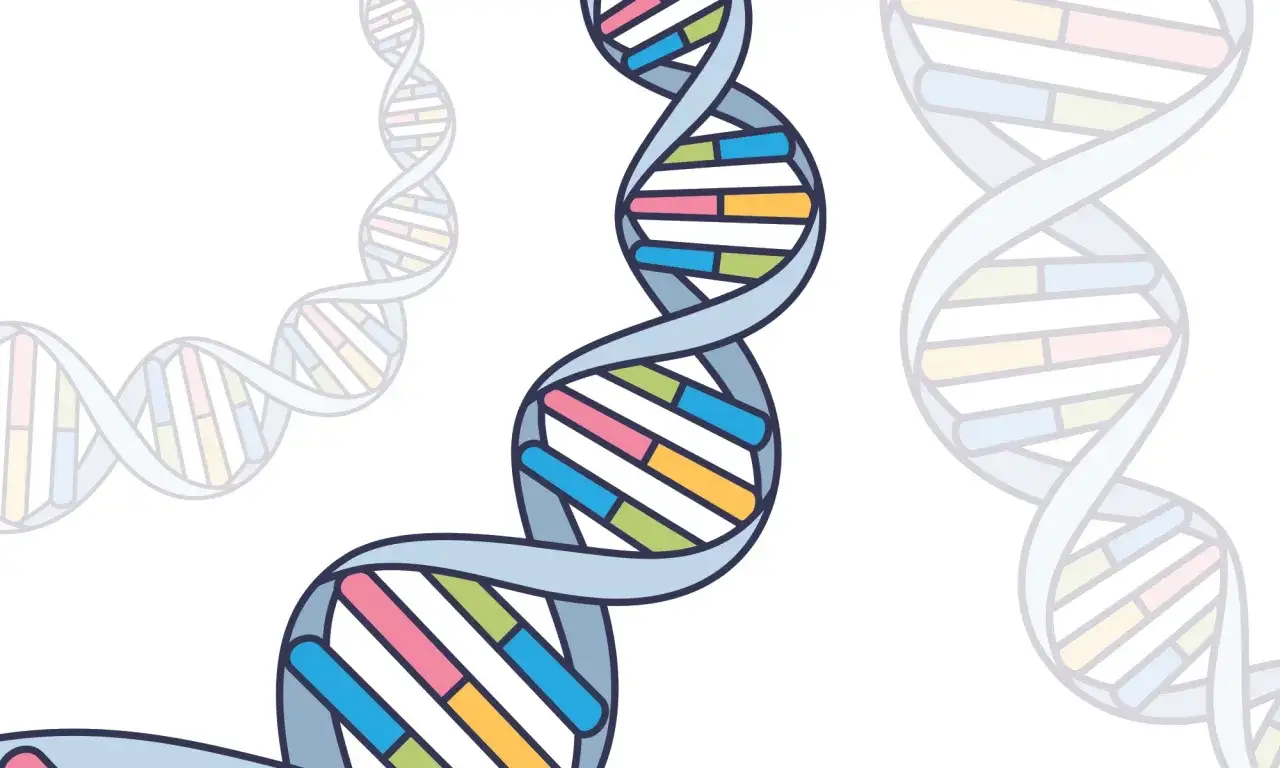 Schéma de l'ADN coloré, représentant la double hélice avec ses bases azotées.