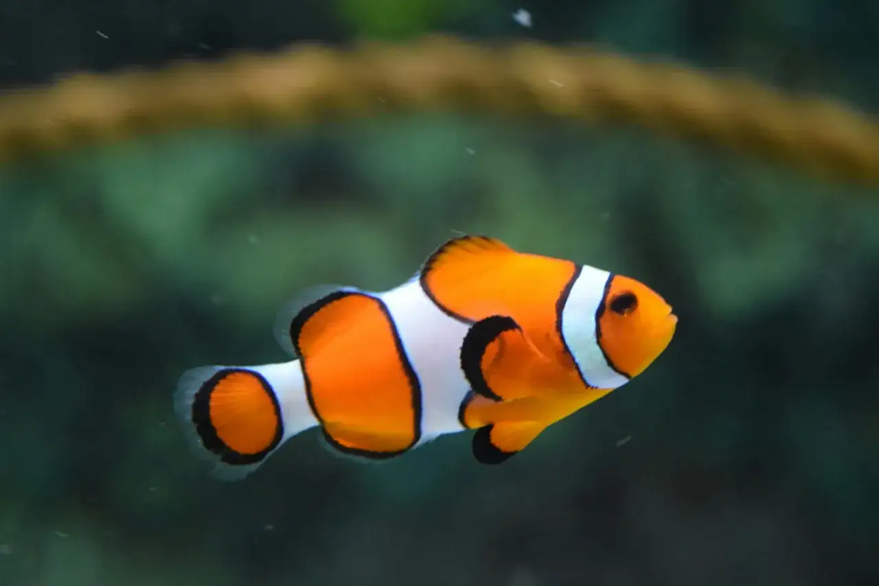 Un poisson-clown orange et blanc, un poisson rare et beau, nage dans un aquarium.