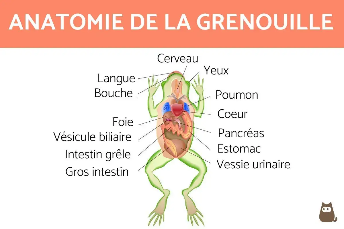 Schéma anatomique de la grenouille SVT, montrant le cerveau, les yeux, la langue, la bouche, le foie, la vésicule biliaire, l'intestin grêle, le gros intestin, le poumon, le cœur, le pancréas, l'estomac et la vessie urinaire.