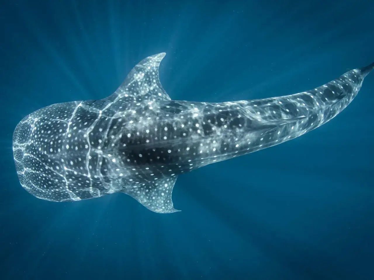 Un requin-baleine, le requin le plus grand du monde, nage dans les eaux bleues, son corps tacheté illuminé par les rayons du soleil.