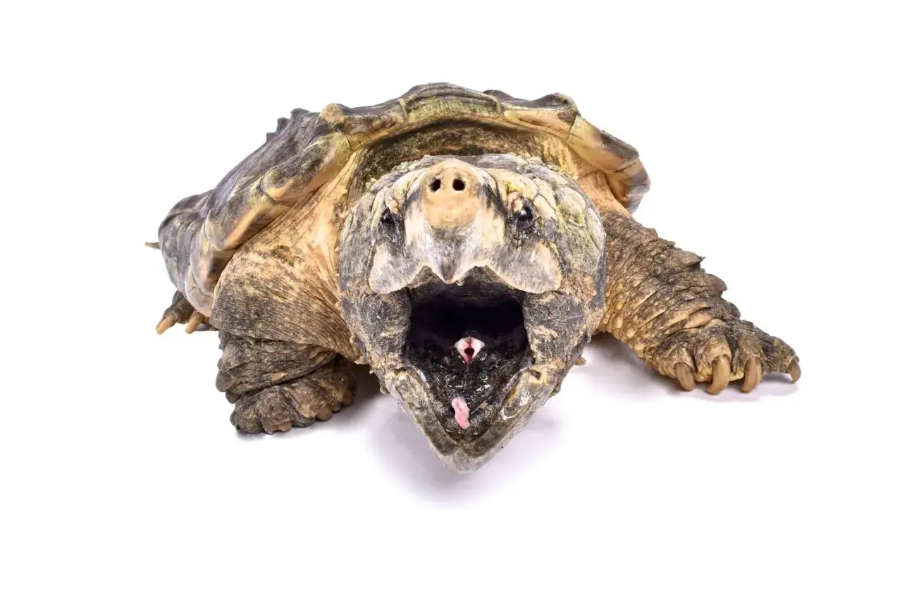 Une tortue alligator ouvre grand la gueule, révélant sa langue rose et ses crocs menaçants.