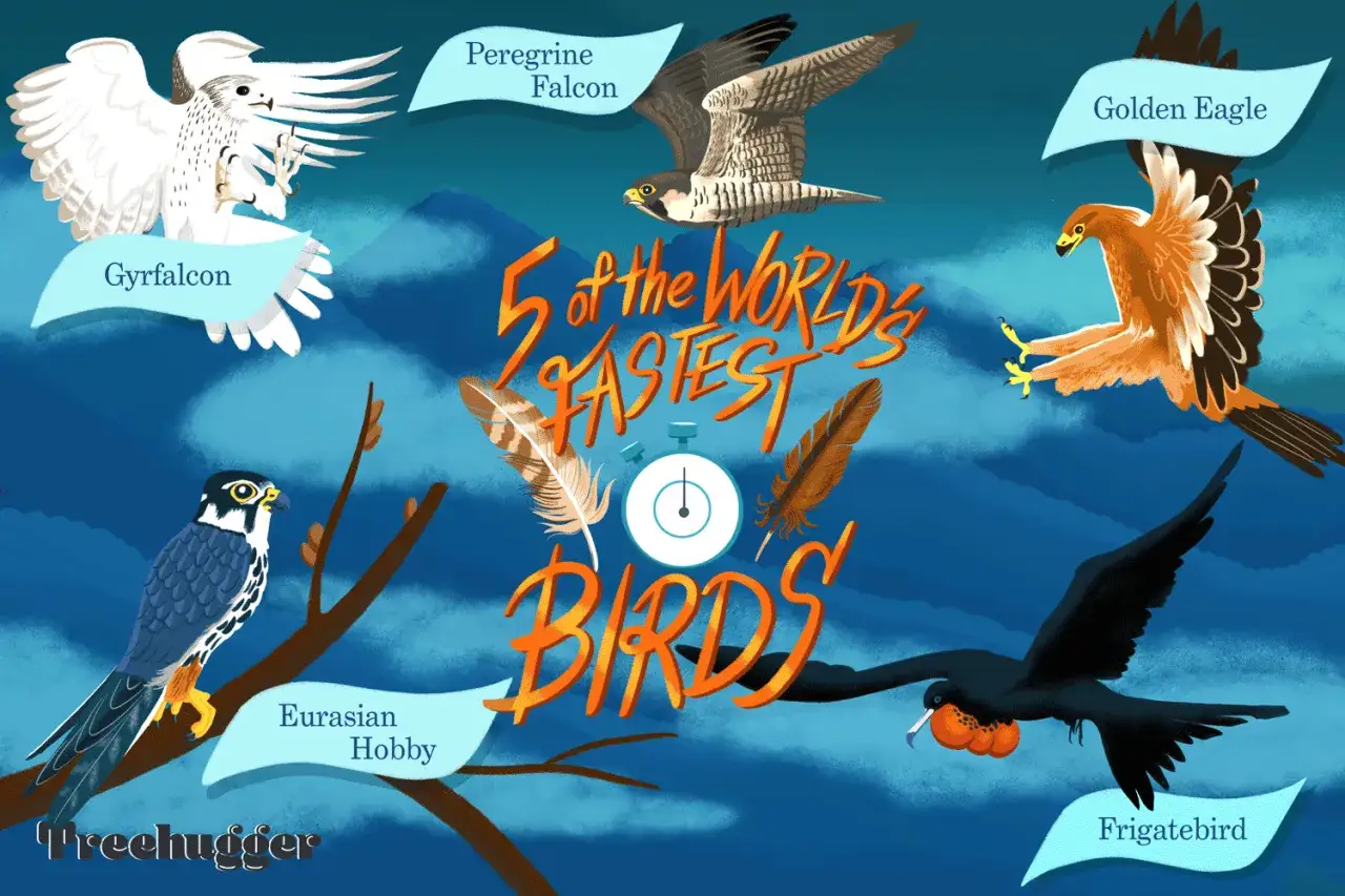 Cinq des oiseaux les plus rapides du monde : faucon pèlerin, gerfaut, aigle royal, épervier d'Eurasie et frégate.