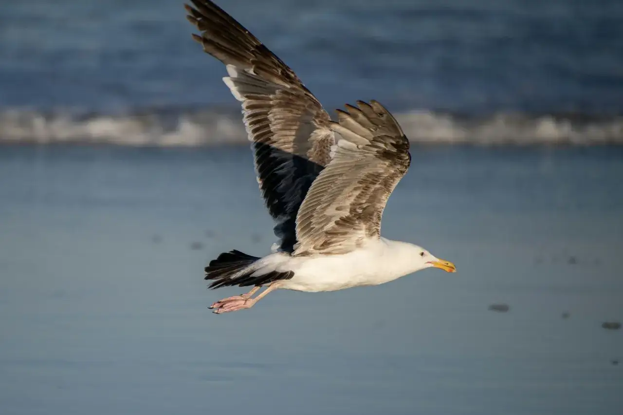 Une mouette en vol, ailes déployées, survole l'eau bleue de l'océan.
