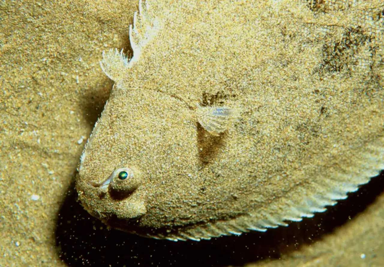 Un poisson plat, le sole, se camoufle parfaitement sur le sable. Son œil est visible, prêt à observer.