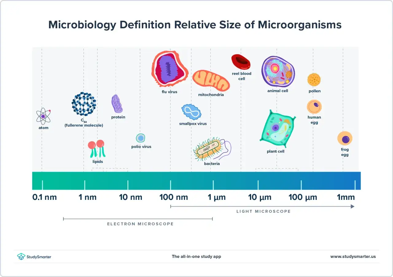 Qu'est-ce qu'un microbe ? Illustration montrant la taille relative des virus, bactéries, cellules animales et végétales, et d'autres éléments, sur une échelle de 0,1 nm à 1 mm.