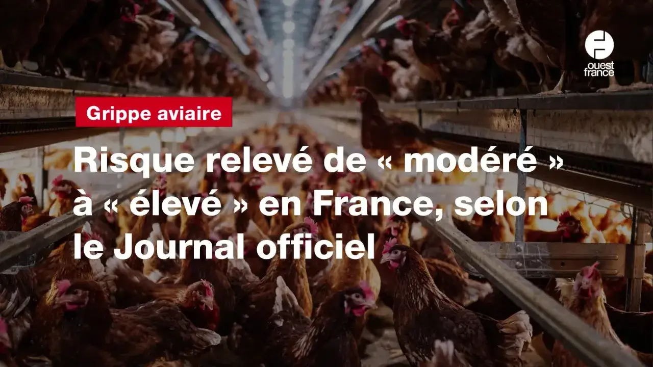 Des poules dans un élevage, avec un bandeau