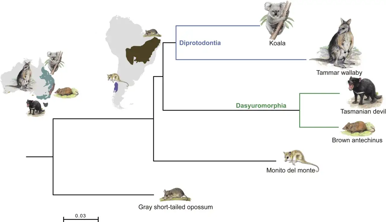Arbre phylogénétique montrant les sous-ordres de marsupialia : Diprotodontia (koala, wallaby) et Dasyuromorphia (diable de Tasmanie, antechinus).